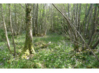 Heathgate Wood - SOLD