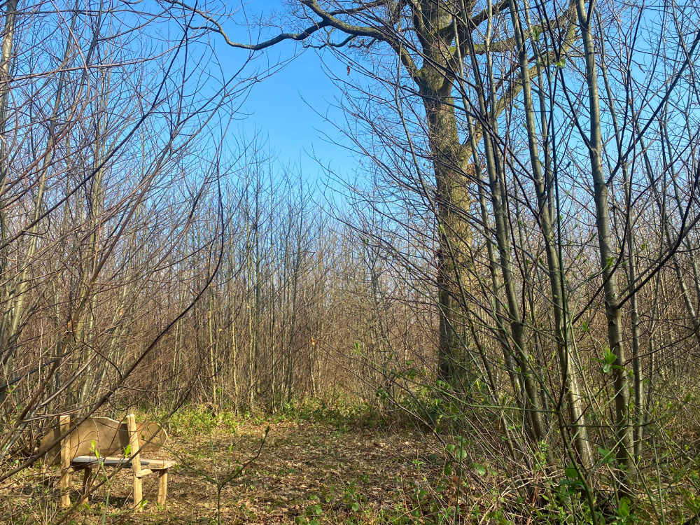 The rustic bench in a private clearing