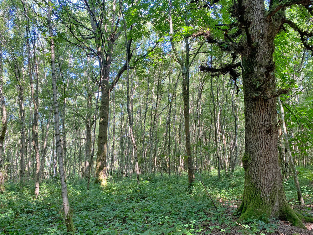 Mature oak and mixed broadleaves