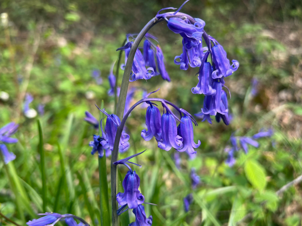 Bluebells