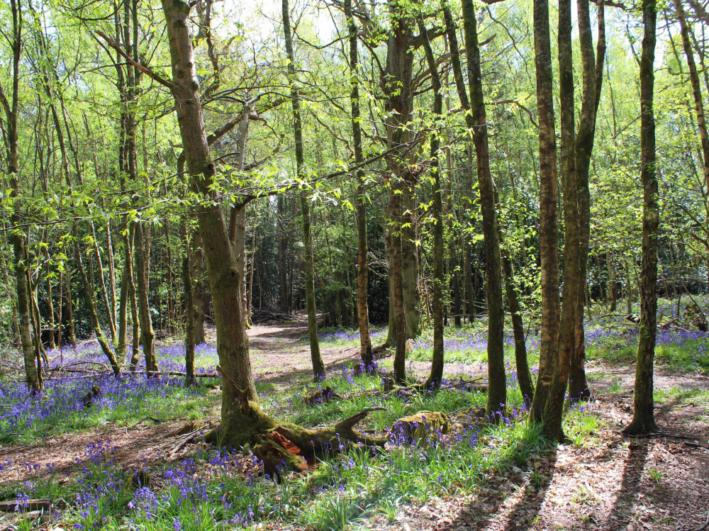 Mixed broadleaves and bluebells in Kemp Wood