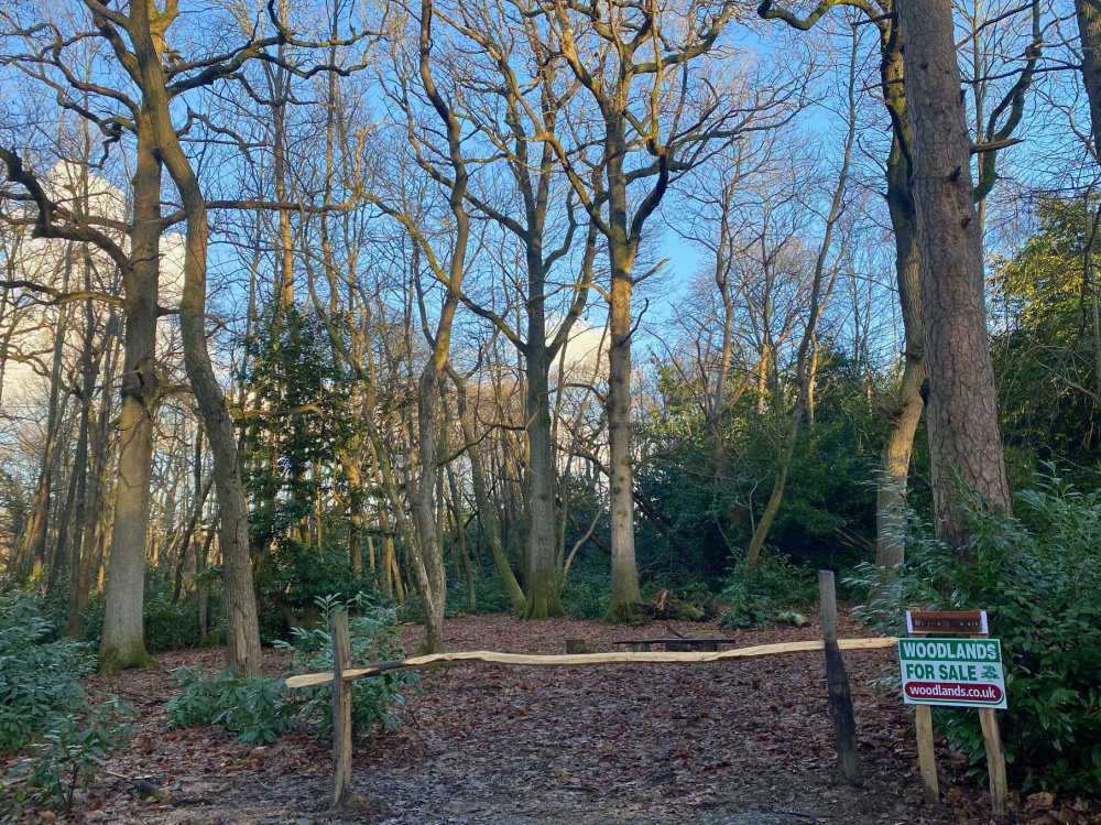 The ride stop entrance to Lamb Wood and many mature oaks