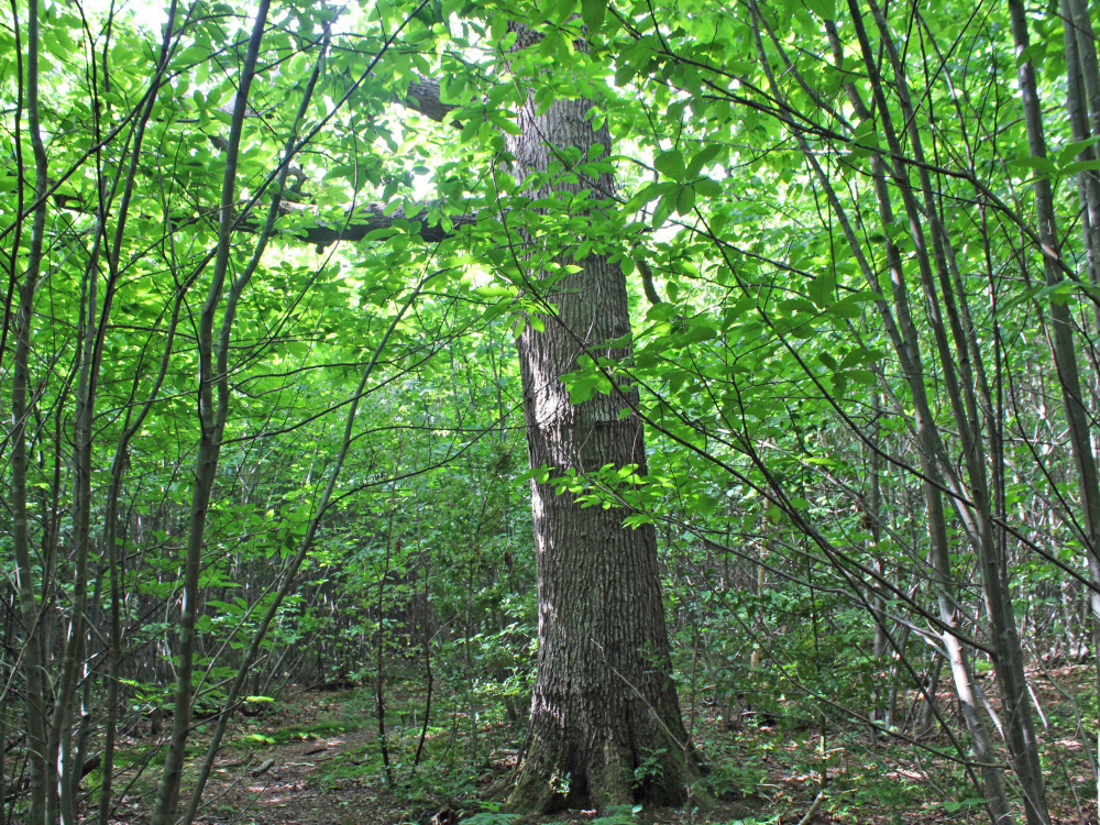 One of several mature oak standards