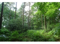 Massey Wood - SOLD