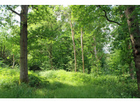 Mid Pullens Wood - SOLD