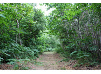 Mound Wood - SOLD