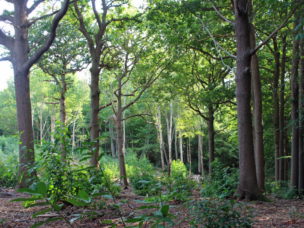 Oak standards and chestnut coppice