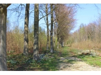Pardoner Wood - SOLD