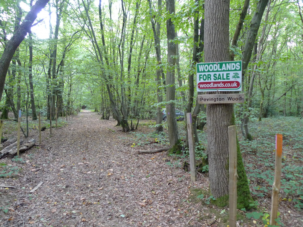 Pevington Wood is on the right of the track