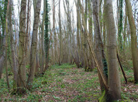 Pitt Wood North