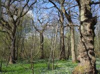 Pitt Wood South - SOLD