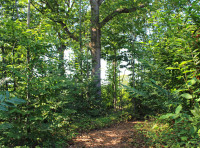 Polo Wood