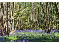 Potter Wood - SOLD