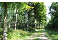 Prioress Wood - SOLD