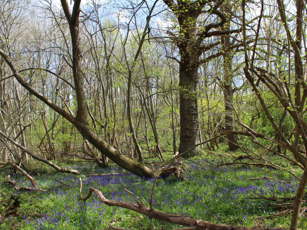 Bluebells emerging in early Spring