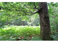 Ridge Wood