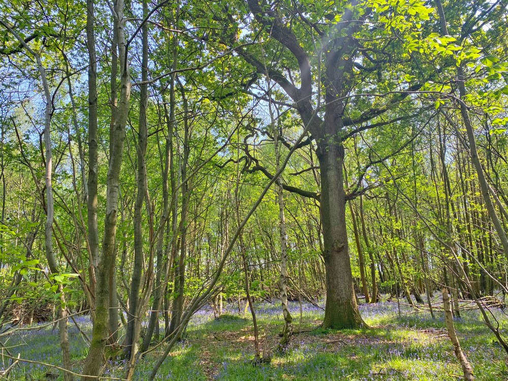 Mature oak among the coppice