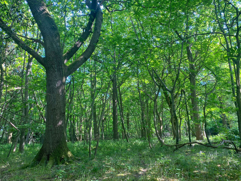 Mature oak and sweet chestnut