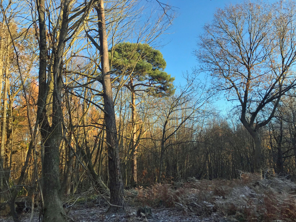 A large glade in the heart of Slink Wood