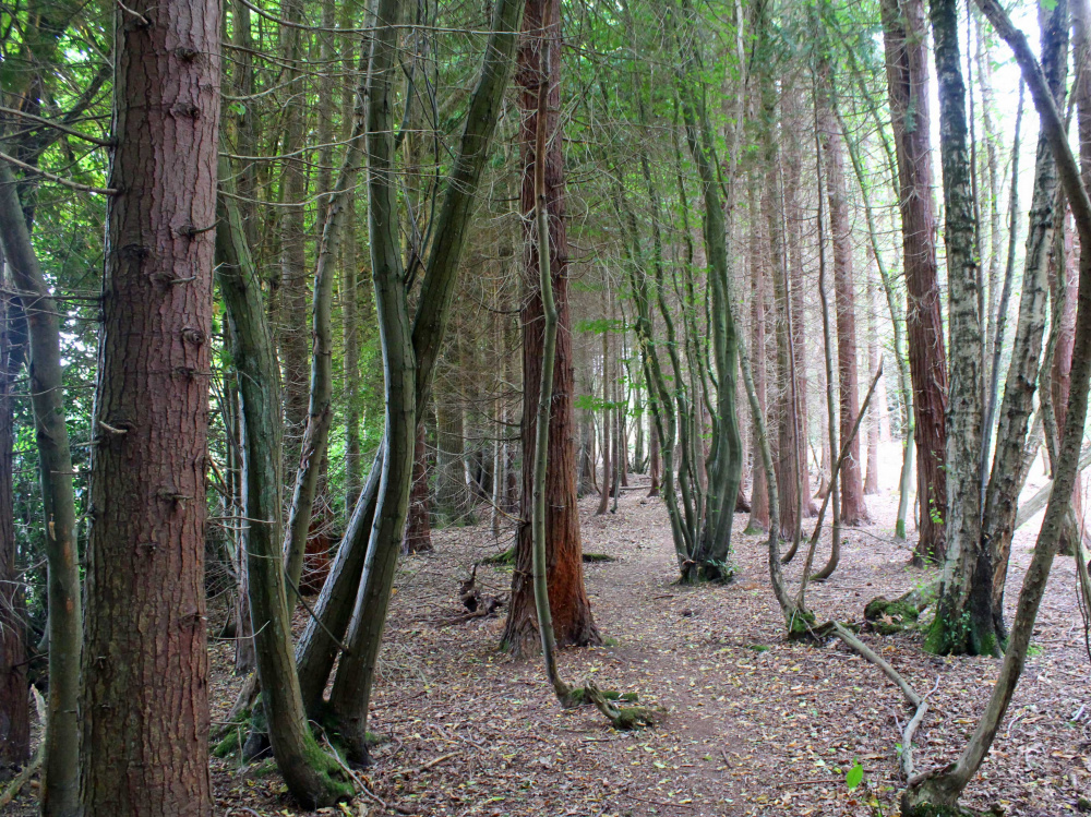 Conifer plantation on the east side of the wood