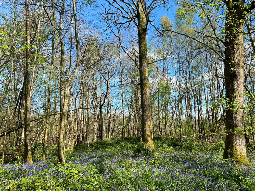 Bluebells flourish in the Spring
