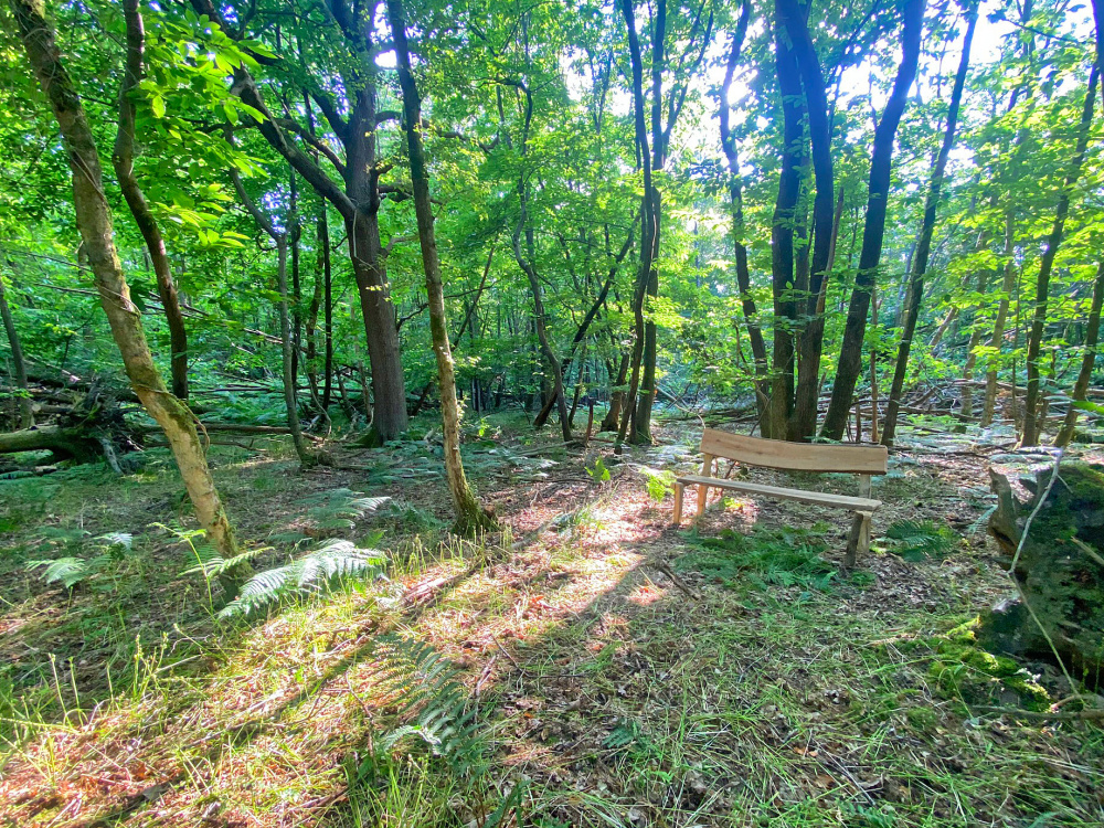 Rustic bench among the bluebells and ferns