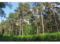 Target Wood - SOLD