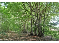 Thopas Wood - SOLD