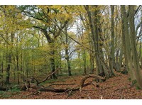 Townsend Wood