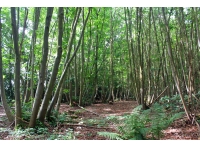 Trub Wood