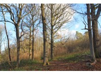 West Pullens Wood