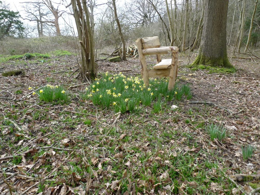 bench with wild daffodils