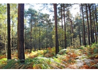 Yoke Wood