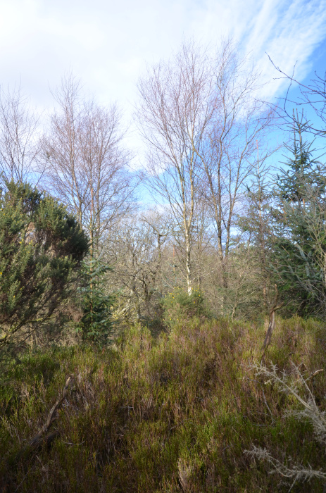 Small knoll