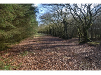 Avenue Wood