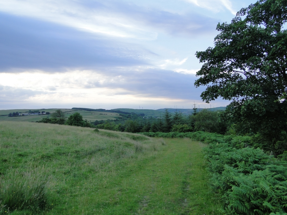 Benantrae Wood