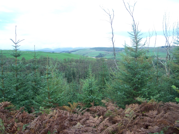 Winding track into woodland