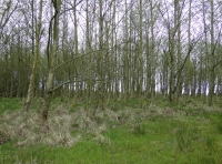 Bickerton Wood - SOLD