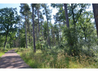 Bothans Wood - SOLD