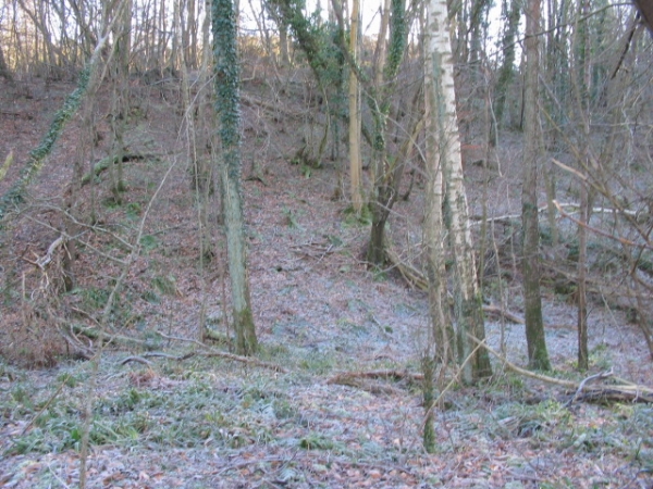 Broadleaf Woodland