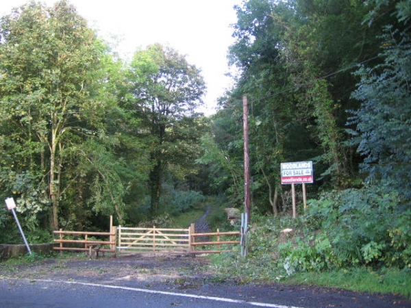 Path along woodland ridge