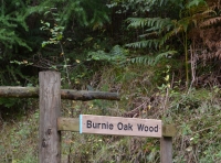 Burnie Oak Wood