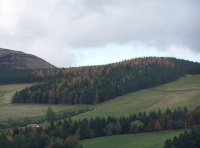 Caerlee Wood - SOLD
