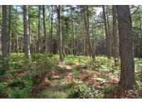 Chilton Wood - SOLD