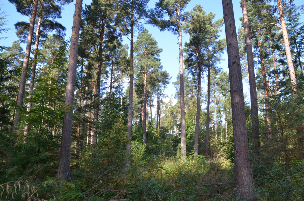 Mixed conifer woodland