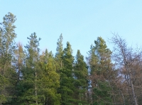 Craigend Wood - SOLD