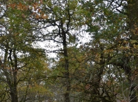 Craigmarloch Wood