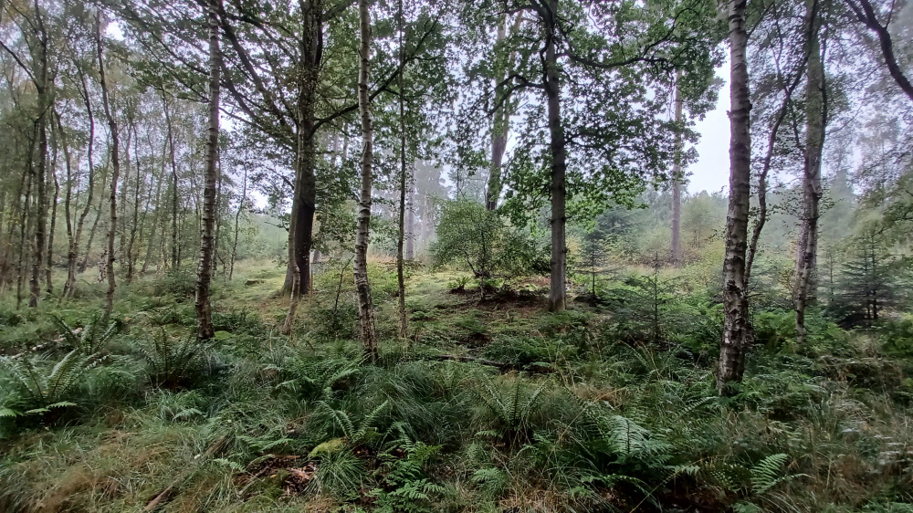 Mixed woodland