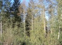 Eldrigg Wood - SOLD
