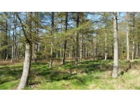 English Wood - SOLD